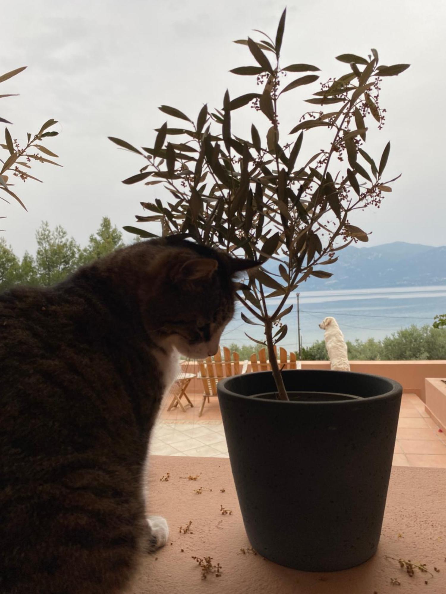 Askalosia Holiday home Agios Georgios (Istiaia-Aidipsos)